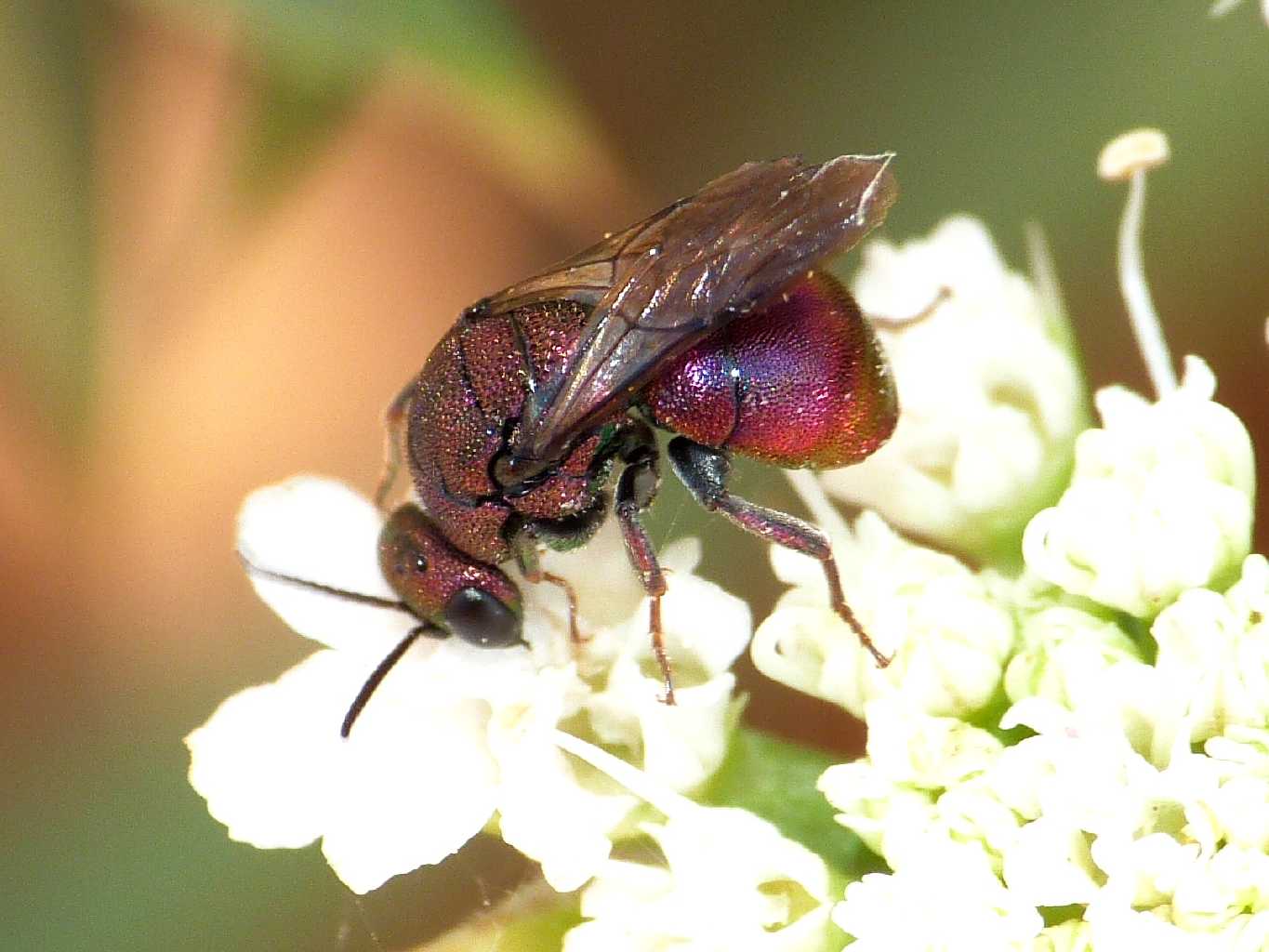 Piccolo Chrysididae rossastro: Hedychrum rufipes